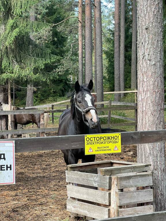 Фото Гостиницы Райвола Рощино 83