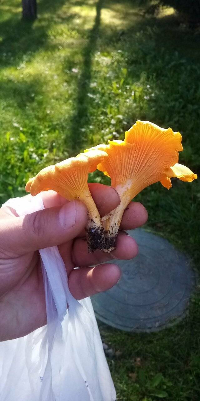 Фото Гостиницы Райвола Рощино 106