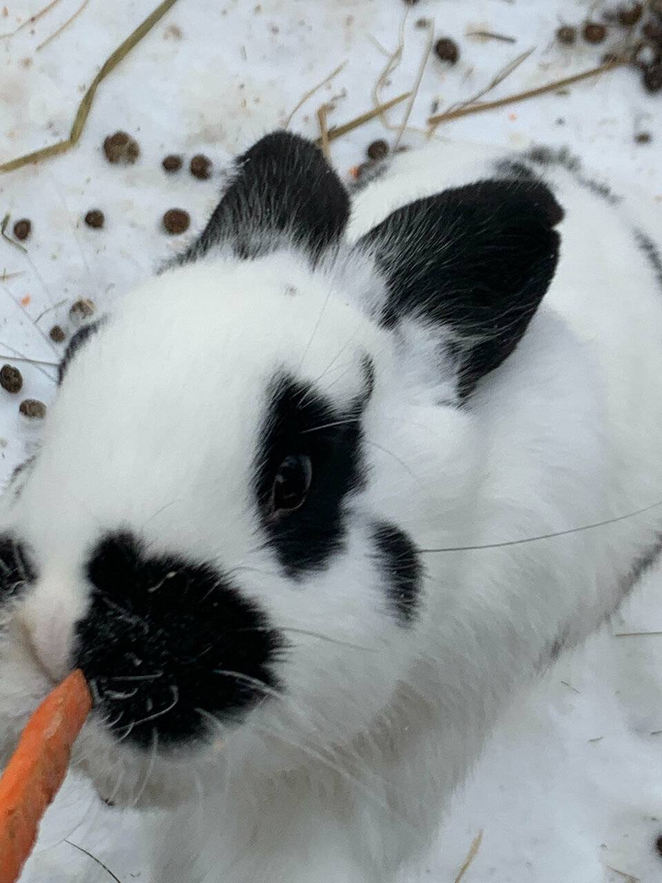 Фото Гостиницы Райвола Рощино 87