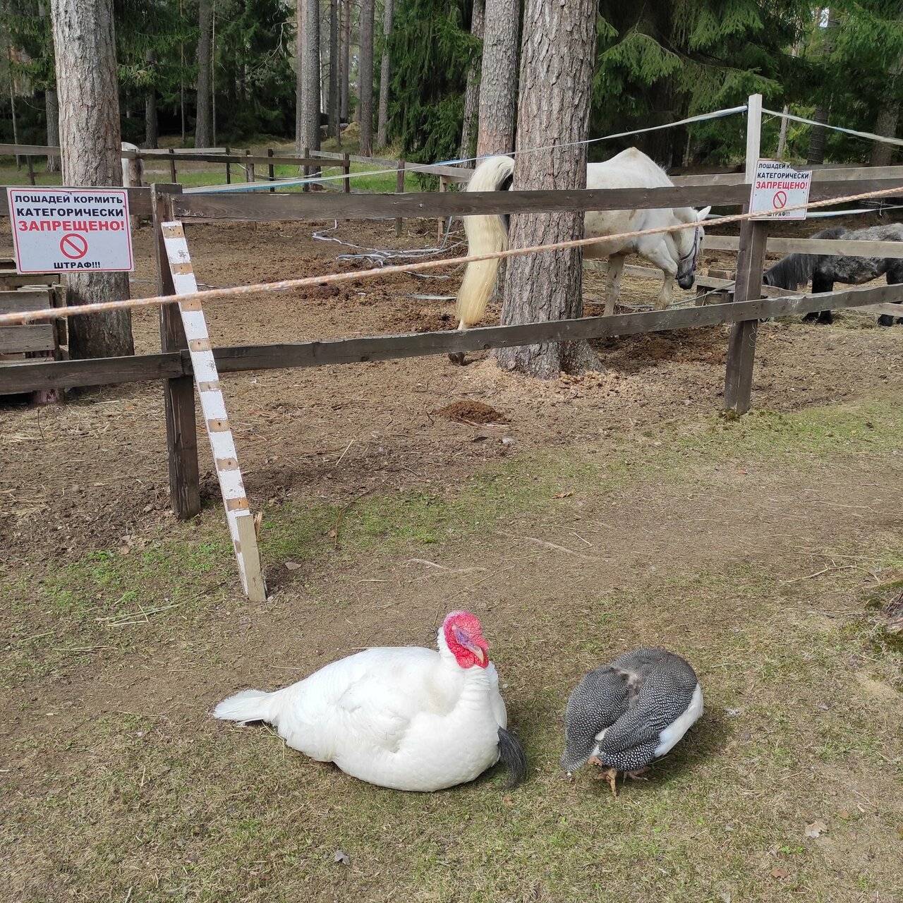 Фото Гостиницы Райвола Рощино 111