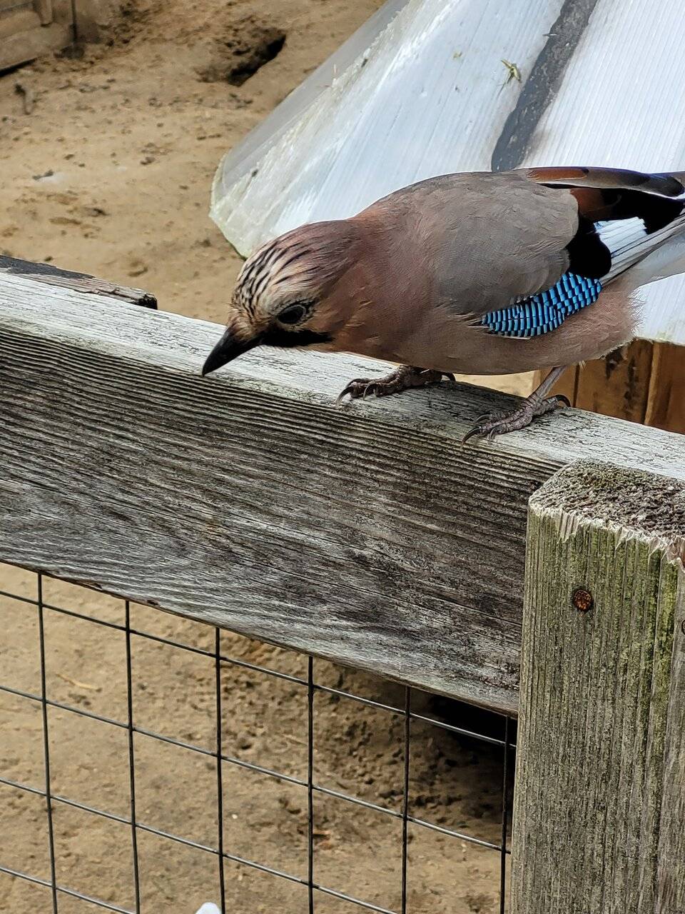 Фото Гостиницы Райвола Рощино 156
