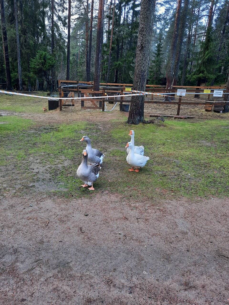 Фото Гостиницы Райвола Рощино 219