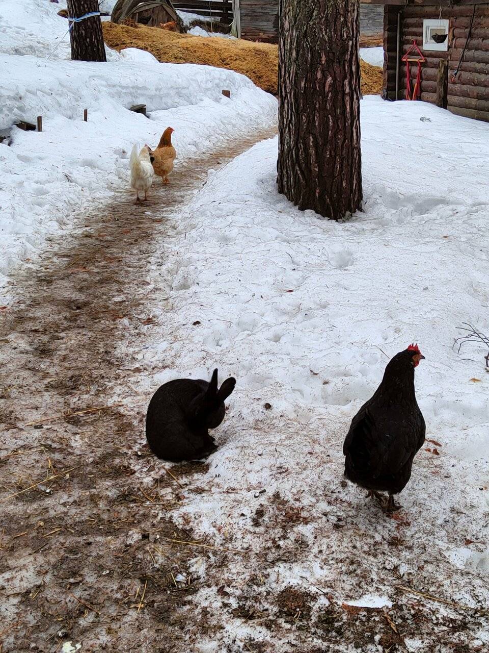 Фото Гостиницы Райвола Рощино 152