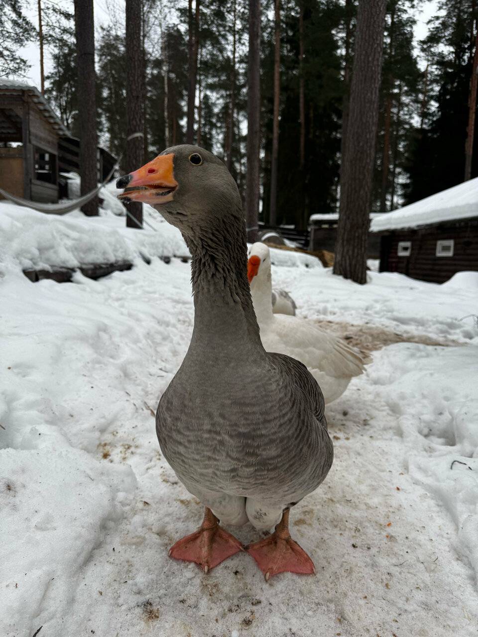 Фото Гостиницы Райвола Рощино 67