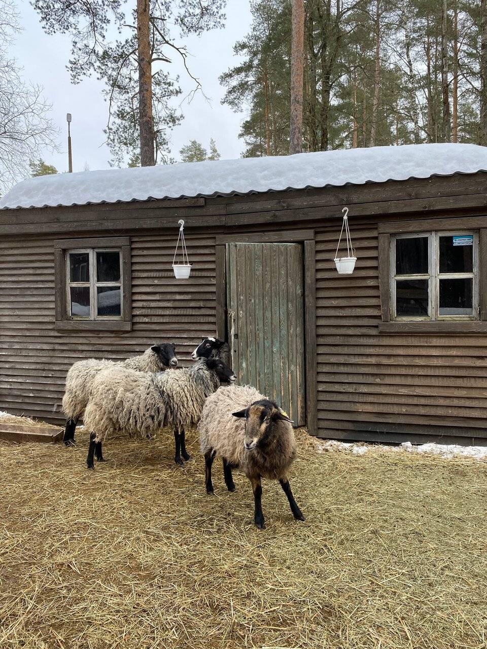 Фото Гостиницы Райвола Рощино 64
