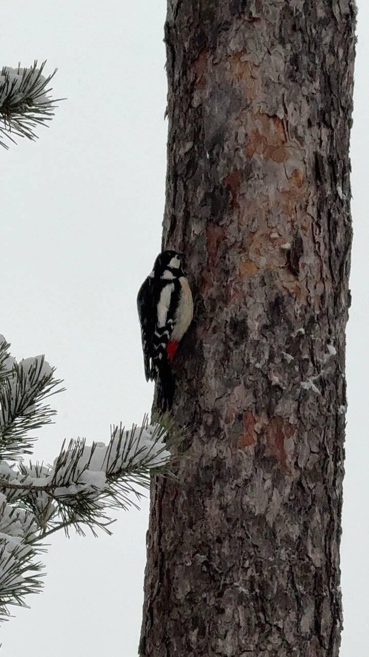 Фото Гостиницы Райвола Рощино 194