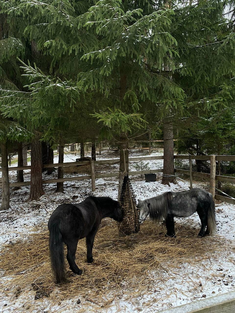 Фото Гостиницы Райвола Рощино 100