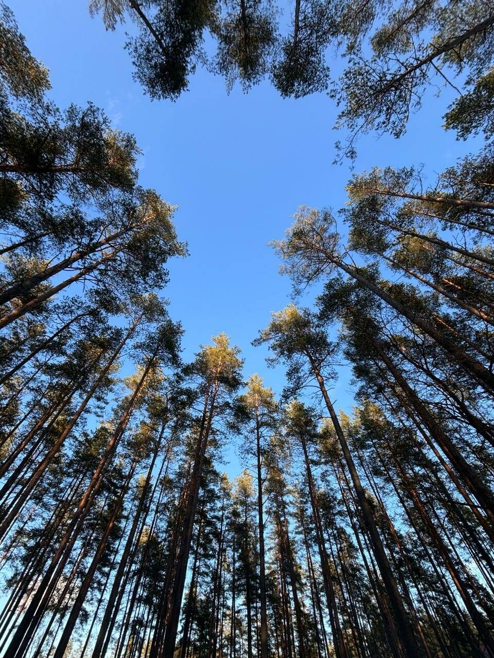 Фото Гостиницы Райвола Рощино 110