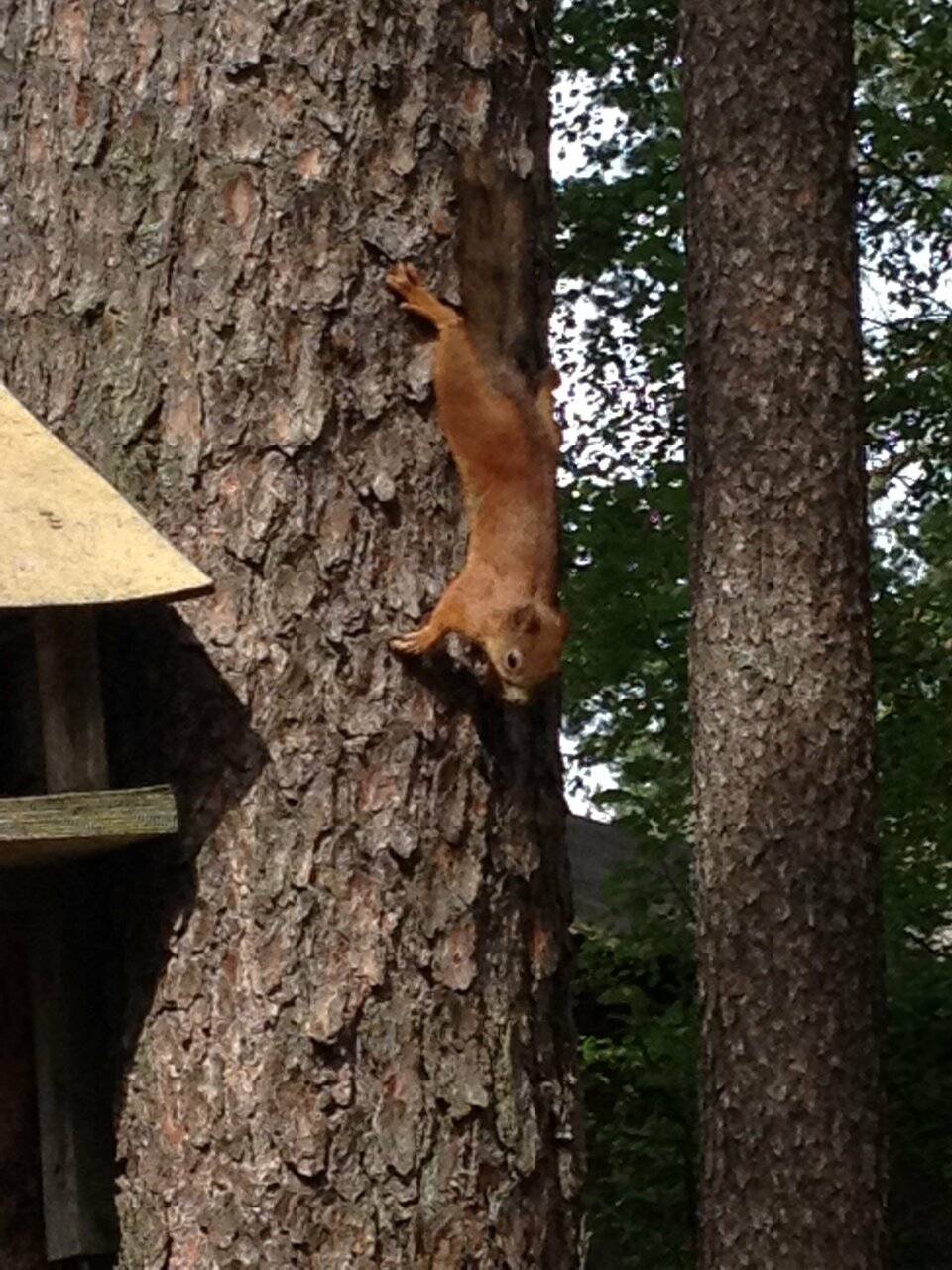 Фото Гостиницы Райвола Рощино 59