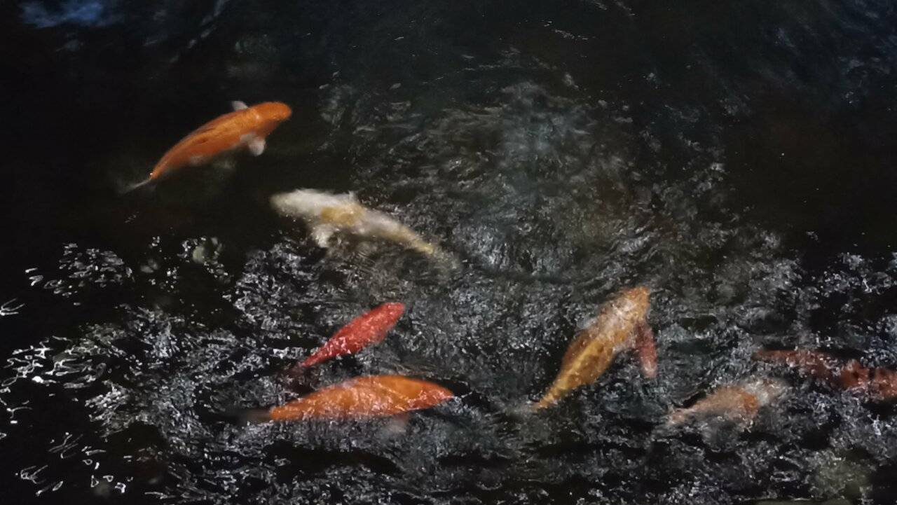 Фото Гостиницы Райвола Рощино 238