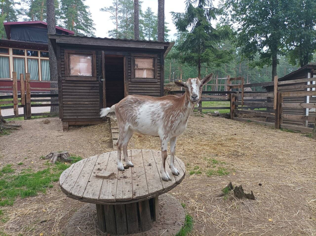 Фото Гостиницы Райвола Рощино 239